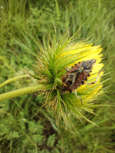 Sunflower Seed Bug