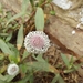 Spilanthes leiocarpa - Photo (c) jocean, all rights reserved, uploaded by jocean