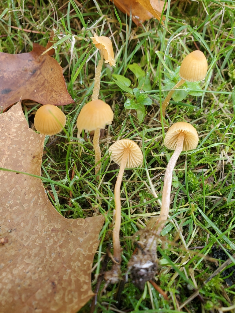 Galerina semilanceata from Benson Hall (BNS), Seattle, WA 98105, USA on ...