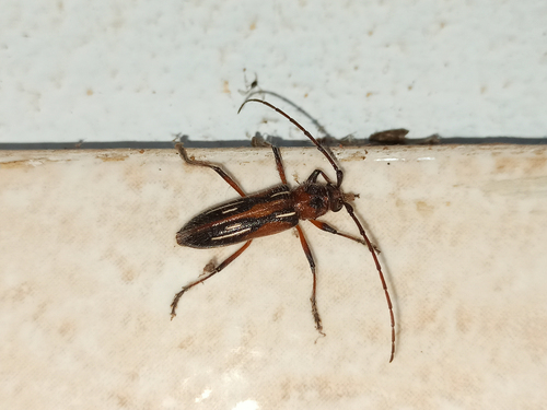 Eburodacrys lugubris · iNaturalist