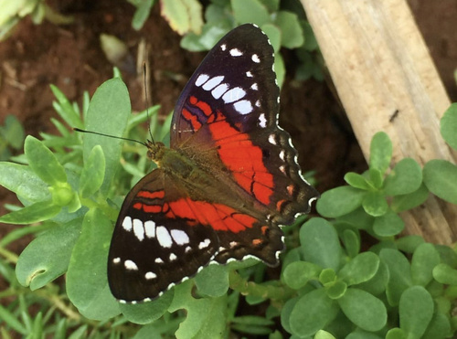 Red Peacock