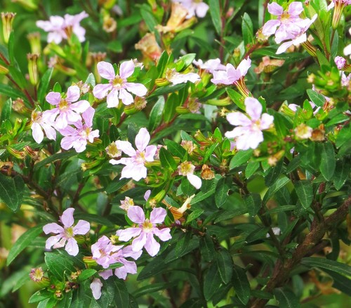 False heather