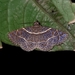 Antiblemma fuscireticulata - Photo (c) Rainer Deo, all rights reserved, uploaded by Rainer Deo