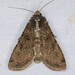 Variegated Cutworm Moth - Photo (c) naturecandids, all rights reserved, uploaded by naturecandids