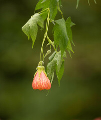 Callianthe picta image