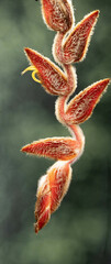 Heliconia vellerigera image