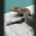 銹色巨蜥 - Photo 由 Paul Allen 所上傳的 (c) Paul Allen，保留所有權利