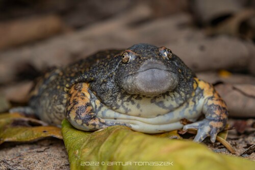 Blunt-headed Burrowing Frog - Photo (c) Artur Tomaszek, all rights reserved, uploaded by Artur Tomaszek