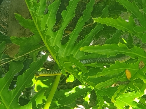 Common Tree Snake sighting