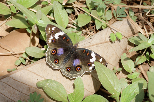 Blue-spot Pansy