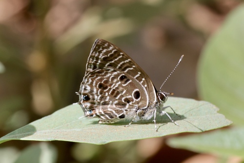 Forest Hairtail