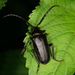 Prionus insularis insularis - Photo (c) Do-yoon Kim, all rights reserved, uploaded by Do-yoon Kim