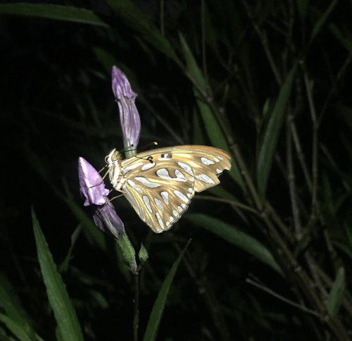 Gulf Fritillary