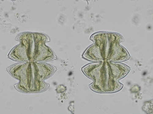 Micrasterias oscitans