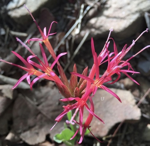 Chresta curumbensis