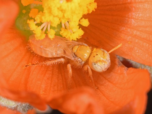 Perdita xanthochroa