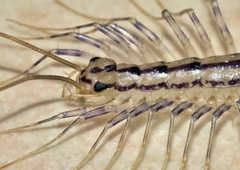 Centipedes of California · iNaturalist.org