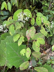 Begonia convallariodora image