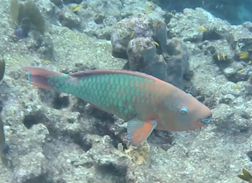 Rainbow Parrotfish