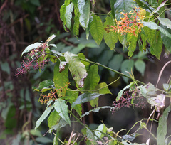 Palicourea padifolia image