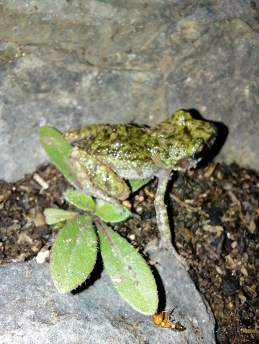 Big-eared Chirping Frog