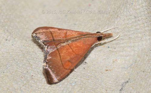 Hemiscopis sanguinea Bänziger, 1987