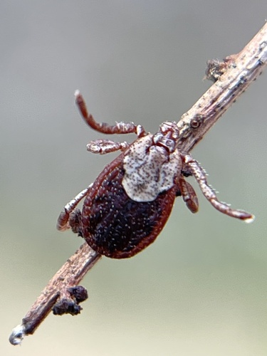 Pacific Coast Tick