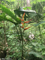 Heliconia latispatha image