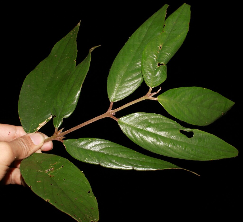 Lasianthus sikkimensis (Lasianthus sikkimensis)