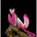 Orchid Mantis - Photo (c) Chen Gim Choon, all rights reserved, uploaded by Chen Gim Choon
