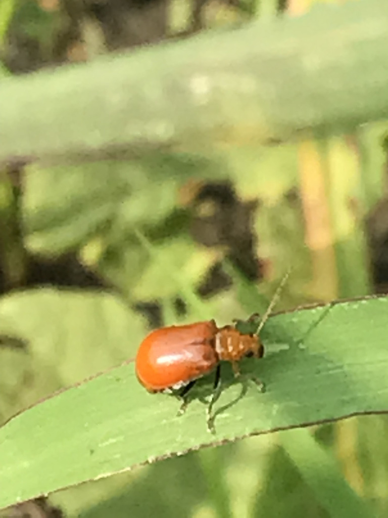 Aulacophora indica from 台灣宜蘭縣 on September 19, 2022 at 0624 PM by 生態棲地