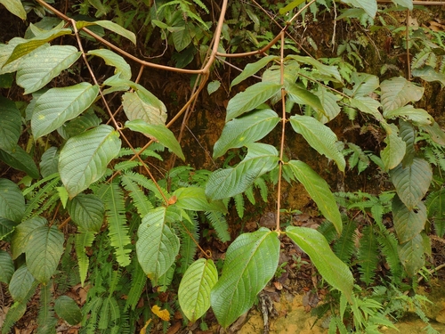 Uncaria borneensis
