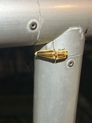 Semiotus ligneus image