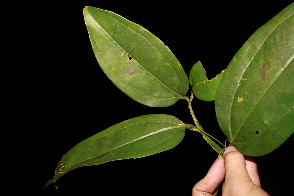 Smilax gagnepainii (Smilax gagnepainii)