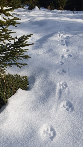 Obični ris (Lynx lynx)