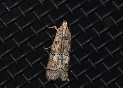Lophothoracia omphalella
