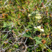 Scutellaria cypria elatior - Photo (c) ToutTerrain, todos los derechos reservados, subido por ToutTerrain