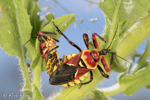 Yellow-bellied Bee Assassin