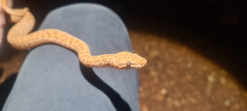 Pygmy Python sighting