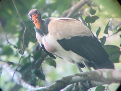 Sarcoramphus papa image