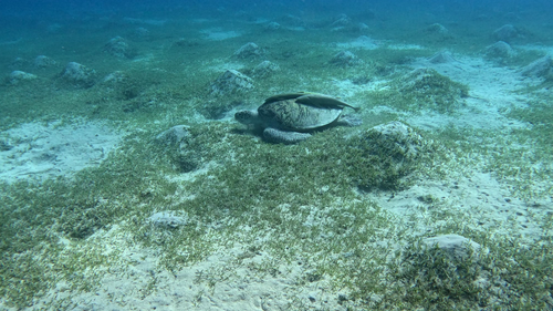 Green Sea Turtle — seen at this dive site