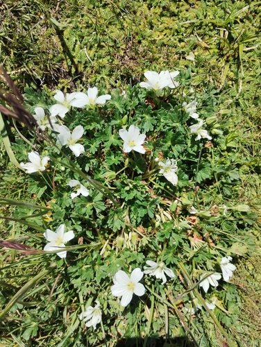 Geranium parodii