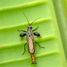 Shortwing Soldierbeetles - Photo (c) Susan Myers, all rights reserved, uploaded by Susan Myers