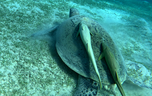 Green Sea Turtle — seen at this dive site