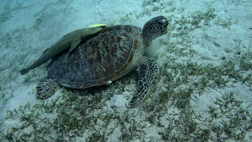 Green Sea Turtle — seen at this dive site