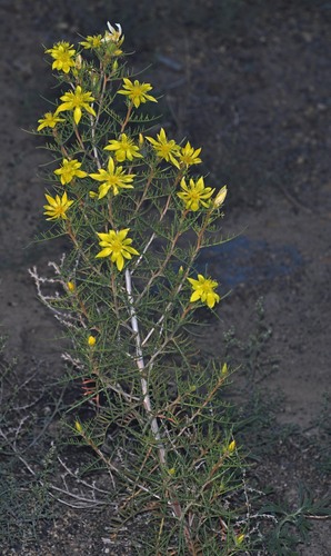 Threadleaf Blazingstar (Mentzelia filifolia)