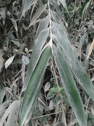 Aulonemia parviflora