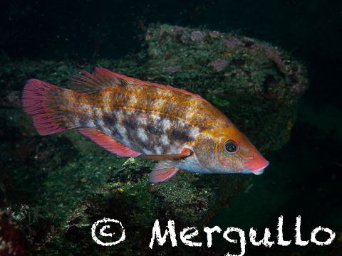 Baillon's Wrasse