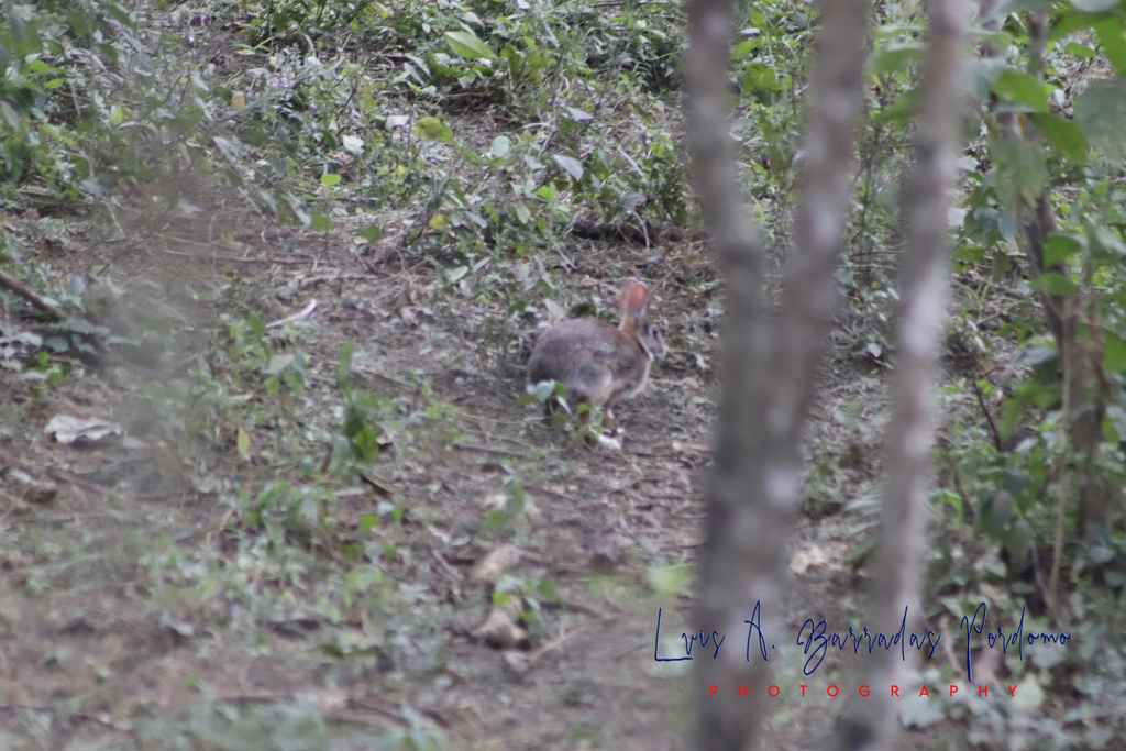 Eastern Cottontail from Reserva Territorial, Col Santa Bárbara, Ver