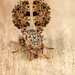 Schizophoran Flies - Photo (c) michaelroy, all rights reserved